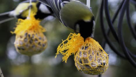 Close-up-of-two-Great-Tits-peck-on-homemade-plastic-covered-seed-balls