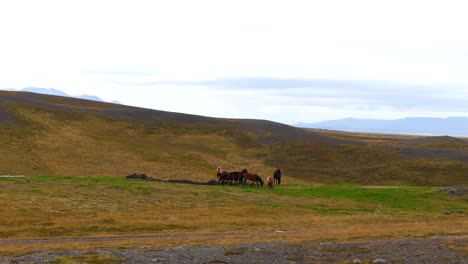 Herd-of-horses-peacefully-grazing-in-natural-habitat-of-Iceland