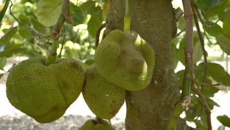 Panning-out-view-of-jackfruit-on-tree-displaying-it's-green-skin-and-spikes-leaves-on-tree-base-of-trunk-in-botanical-garden
