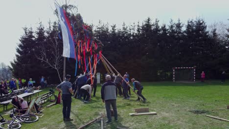 Construction-of-mlaj---raising-maypole-traditional-dances-wooden-pole-greenery-colorful-ribbons--straight-tree-trunk