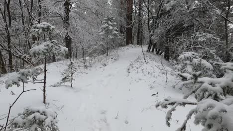 A-stroll-amidst-a-snowy-forest-with-noticeable-footprints-in-the-snow