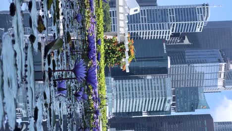 Vibrant-purple-lotus-blooms-at-Marina-Bay-Sands,-Singapore,-against-the-backdrop-of-modern-skyscrapers-in-the-daytime
