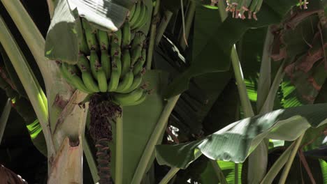 Banana-tree-bearing-green-bananas-in-a-natural-tropical-setting,-among-the-vibrant-greenery