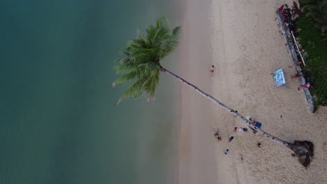 Children-playing-and-swinging-with-a-leaning-palm-tree-rope-swing-at-Itaytay-beach-of-port-barton