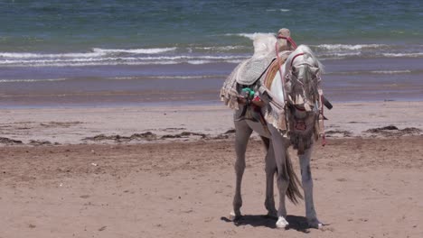 Horse-along-the-Moroccan-coastline,-the-sun-casting-a-warm-glow-on-the-oriental-saddle,-as-it-stands-on-the-sandy-beach