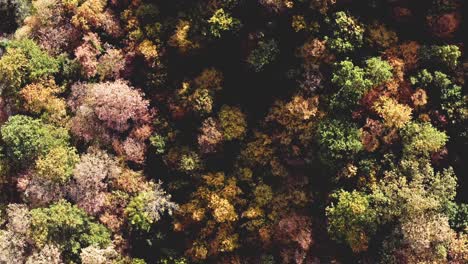 Herbstwaldfarben-Bulgarische-Schönheitslandschaft-Drohnenansicht-Von-Oben-Nach-Unten