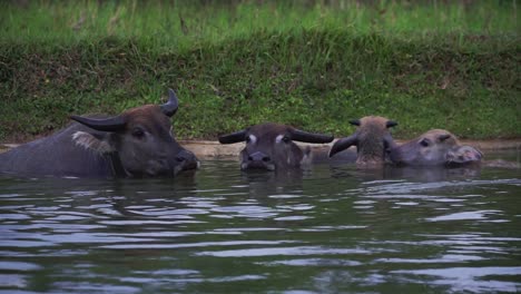 Close-up-water-buffalo-playing-on-the-water