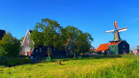 A-sunny-day-with-animals-grazing-in-fields-and-still-windmills-in-Zaanse-Schans,-Netherlands
