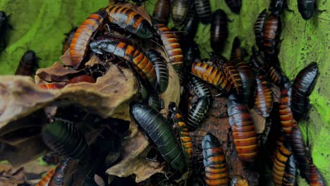 Viele-Gruselige-Käfer-Auf-Grünem-Hintergrund