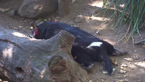 Tasmanian-devil-spotted-slowly-getting-into-position,-lying-flat-on-the-ground,-ready-to-take-a-rest,-close-up-shot-of-Australian-native-wildlife-species