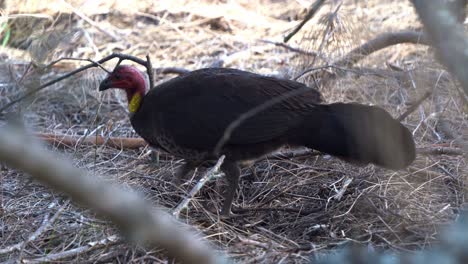 Close-up-shot-of-a-wild-Australian-brushturkey,-alectura-lathami-spotted-on-the-ground,-busy-kicking-and-digging-up-dirt-on-the-forest-floor,-foraging-for-insects,-wildlife-bird-species