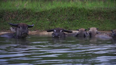 Los-Búfalos-Se-Están-Ahogando-En-El-Agua.