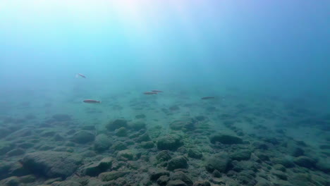 Slow-Motion-Of-Fish-Swimming-Under-The-Sea-In-Daylight