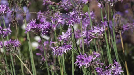 Leuchtend-Violette-Blumen-In-Voller-Blüte-Zieren-Den-Grünen-Garten