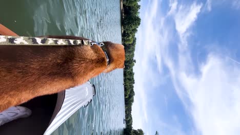 Excited-Shiba-Inu-dog-rides-a-kayak,-admiring-the-Carpathian-Mountains'-serene-lake-in-Romania,-captured-in-vertical-daytime-footage