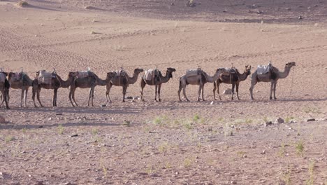 Camel-caravan's-desert-journey,-a-nomadic-adventure-in-the-hot,-dry-oriental-landscape