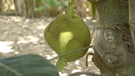 Slow-zoom-in-of-jackfruit-on-tree-panning-around-displaying-it's-green-skin-and-spikes-leaves-on-tree-base-of-trunk-in-botanical-garden