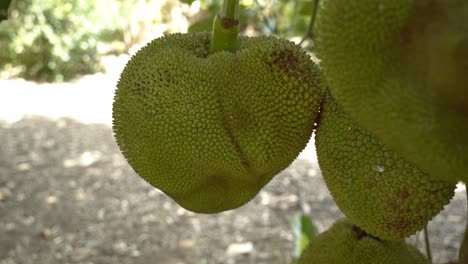 Zoom-out-view-of-jackfruit-on-tree-displaying-it's-green-skin-and-spikes-leaves-on-tree-base-of-trunk-in-botanical-garden