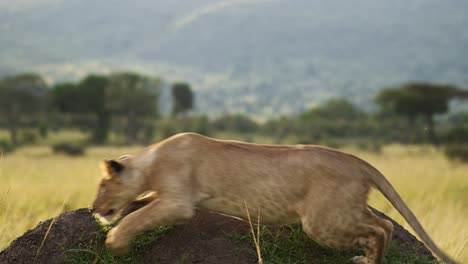 Slow-Motion-of-Lion-Playing-and-Running-on-Termite-Mound-in-Africa,-Lioness-in-Masai-Mara,-Kenya,-Chasing-other-Lions-in-the-Pride-on-Termite-Mound-on-African-Wildlife-Safari-in-Maasai-Mara
