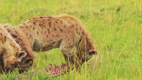 Slow-Motion-Shot-of-Two-Hyenas-eating-scavenged-prey,-bloody-kill,-blood-in-fur,-African-Wildlife-ecosystem,-circle-of-life-in-Kenyan-National-Reserve,-Africa-Safari-Animals-in-Masai-Mara
