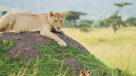Slow-Motion-of-Lion-in-Africa,-Lioness-on-African-Wildlife-Safari-Sitting-on-Termite-Mound-Looking-Around-in-Masai-Mara-National-Reserve,-Kenya-in-Maasai-Mara-National-Park,-Close-Up-of-Big-Five