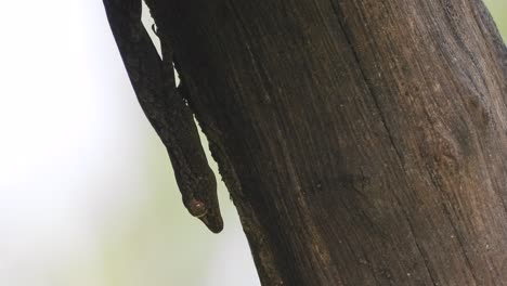 Lizard-in-tree-eyes---shade-