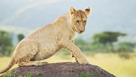 Slow-Motion-of-Lion-in-Africa,-Lioness-on-African-Wildlife-Safari-Sitting-on-Termite-Mound-Looking-Around-in-Masai-Mara,-Kenya-in-Maasai-Mara-National-Park,-Close-Up-of-Big-Five-Predator