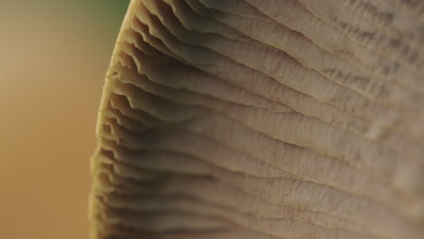 Macro-shot-of-the-underside-of-a-mushroom-moving-in-the-wind