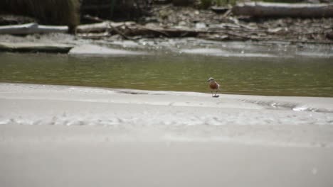 Capture-the-beauty-of-a-New-Zealand-Dotterel-amidst-sandy-shores-with-a-serene-river-in-the-backdrop