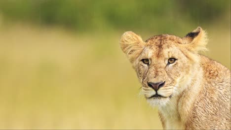 Slow-Motion-Shot-of-Close-up-portrait-of-female-lion-lioness-head,-big-5-five-African-Wildlife-in-Maasai-Mara-National-Reserve,-Kenya,-Africa-Safari-Animals-in-Masai-Mara-North-Conservancy