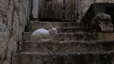 White-cat-lying-on-rustic-stone-steps-in-front-of-old-wooden-door-in-old-town
