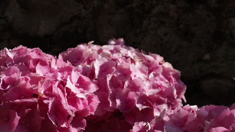 footage-of-a-beautiful-pink-hortensia-flowers