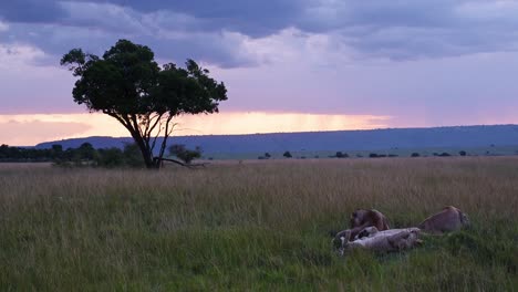Wunderschöne-Landschaft-In-Der-Abenddämmerung-Mit-Einem-Löwenrudel,-Das-Sich-Hinlegt-Und-Auf-Das-Erstaunliche-Masai-Mara-Nationalreservat,-Kenia,-Afrika,-Safaritiere-Im-Nordschutzgebiet-Der-Masai-Mara-Blickt
