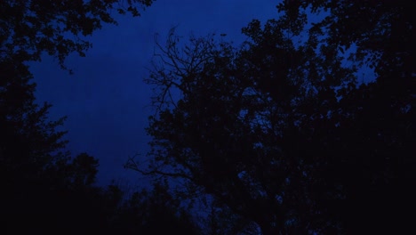 Mire-Hacia-Arriba,-Hacia-Un-Fascinante-Cielo-Nocturno-Lleno-De-Siluetas-De-árboles-Imponentes.