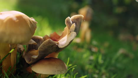 Medium-close-up-shot-of-a-volumetric-undefined-mushroom-growing-in-a-garden