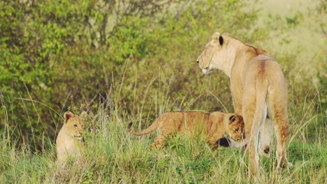 Cachorros-De-León-Joven-Y-Madre-Descansando-Al-Amparo-De-Una-Exuberante-Vegetación-En-Una-Espesa-Vegetación,-Vida-Silvestre-Africana-En-La-Reserva-Nacional-Masai-Mara,-Kenia,-Cinco-Grandes-Animales-De-Safari-En-áfrica