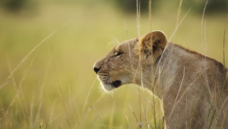 Slow-Motion-of-Close-Up-Lion-Portrait-of-Lioness-in-Africa-in-Long-Grass-Savanna-in-Masai-Mara,-Kenya-on-Maasai-Mara-African-Wildlife-Safari,-Looking-Around-in-Tall-Grasses,-African-Animals