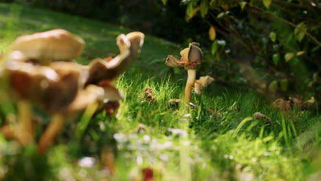 Cinematic-picture-of-a-growing-Chanterelles-mushroom
