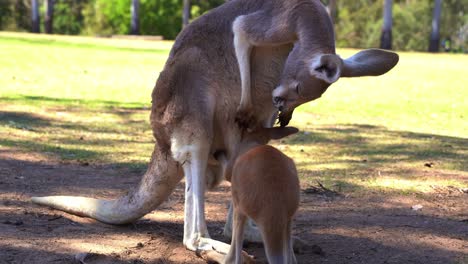 Close-up-shot-capturing-baby-joey-feeding-on-the-milk-from-the-mother's-Kangaroo-pouch-in-daytime