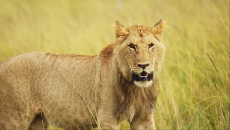 Close-up-portrait-of-amazing-young-male-lion-with-mouth-open,-African-Wildlife-in-Maasai-Mara-National-Reserve,-Kenya,-Africa-Safari-Animals-in-Masai-Mara-North-Conservancy