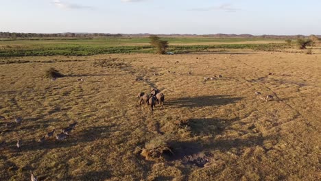 Elefanten-Walking-Safari-Bei-Sonnenuntergang-Durch-Drohnen-Zebras-In-Der-Savanne