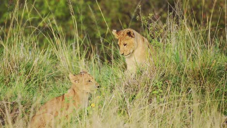 Young-lion-cubs-and-mother-resting-in-cover-of-lush-greenery-in-thick-vegetation,-African-Wildlife-in-Maasai-Mara-National-Reserve,-Kenya,-Big-five-Africa-Safari-Animals