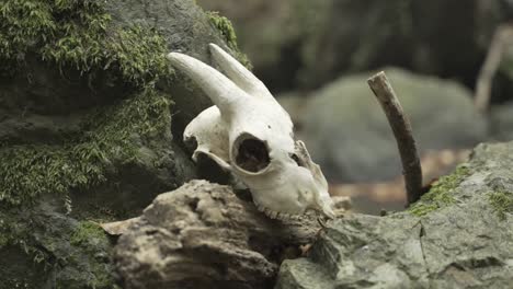 Lamb-skull-on-the-rocks