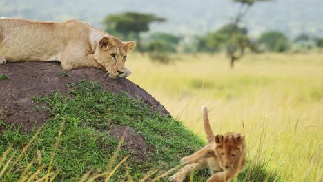 Slow-Motion-of-Lion-Mother-Watching-Two-Cute-Lion-Cubs-Playing-in-Africa,-Caring-For-and-Looking-After-her-Young-Babies,-Baby-Animals-in-Masai-Mara,-Kenya-on-African-Wildlife-Safari-in-Maasai-Mara