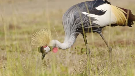 Close-shot-detailing-feathers-and-plumage-of-Grey-Crowned-Crane-feeding-in-tall-grasslands-African-Wildlife-in-Maasai-Mara-National-Reserve,-Kenya,-Africa-Safari-Animals-in-Masai-Mara
