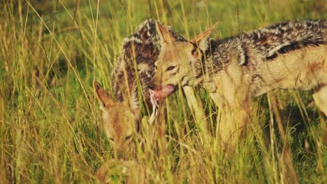 Slow-Motion-Shot-of-Two-Jackals-eating-prey-in-tall-grass,-looking-out-for-scavengers-while-feeding-on-antelope,-African-Wildlife-in-Maasai-Mara-National-Reserve,-Kenya,-Africa-Safari-Animals