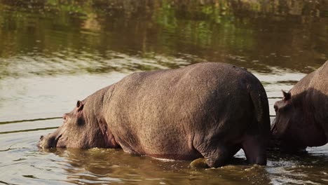 Hippo-Hippopotamus-slowly-walking-into-the-Mara-river-to-cool-down-on-hot-evening,-African-Wildlife-in-Maasai-Mara-National-Reserve,-Kenya,-Africa-Safari-Animals-in-Masai-Mara-North-Conservancy