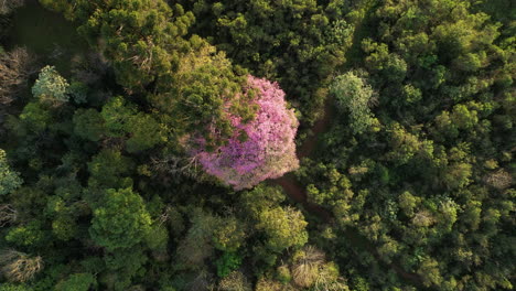 A-striking-pink-Lapacho-tree-standing-amidst-the-jungle,-observed-from-an-aerial-perspective