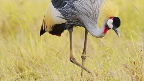 Africa-Safari-bird-in-Masai-Mara-North-Conservancy,-Grey-Crowned-Cranes-grazing-in-the-tall-grass-grasslands,-African-Wildlife-in-Maasai-Mara-National-Reserve,-Kenya