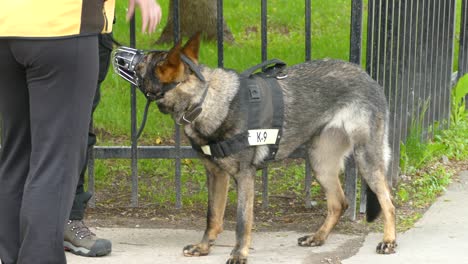 Detail-of-a-guard-dog-with-a-muzzle-during-a-demonstration-at-the-G7-summit-meeting